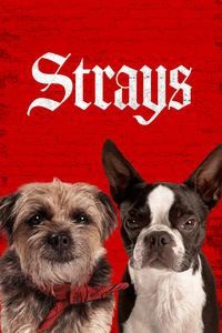 Download Strays (2023) {English With Subtitles} WEB-DL 480p [270MB] || 720p [750MB] || 1080p [1.8GB]